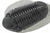 Perfectly Prone, Drotops Trilobite - Large Specimen #227794-1
